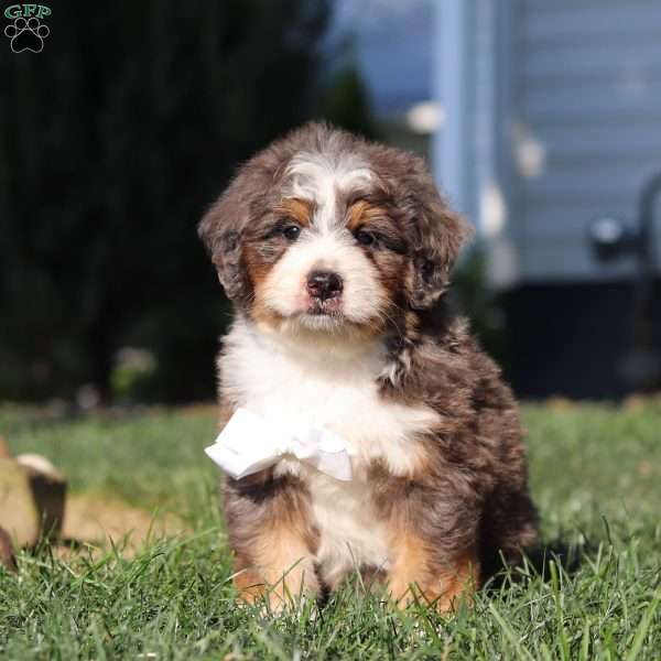 Flynn, Mini Bernedoodle Puppy